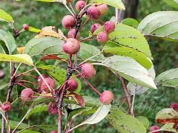 Attēlu rezultāti vaicājumam “Malus mandshurica fruit”