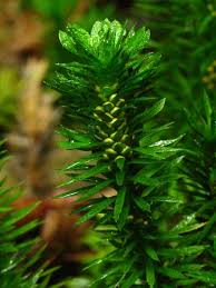 Attēlu rezultāti vaicājumam “Huperzia selago”