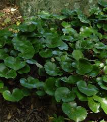 Attēlu rezultāti vaicājumam “Asarum europaeum leaf”
