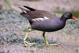 Attēlu rezultāti vaicājumam “Gallinula chloropus”