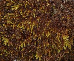 Attēlu rezultāti vaicājumam “Hygrohypnum luridum sporophyte”