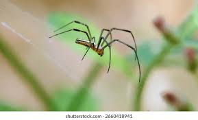 Attēlu rezultāti vaicājumam “Linyphiidae”