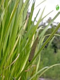 Attēlu rezultāti vaicājumam “Acoraceae”