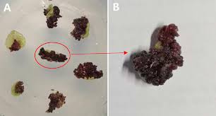 Attēlu rezultāti vaicājumam “Sedum aizoon fruit”