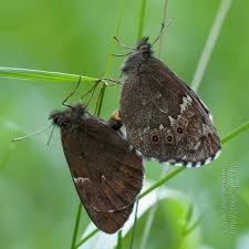 Attēlu rezultāti vaicājumam “Erebia ligea upperside”