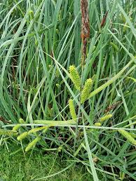 Attēlu rezultāti vaicājumam “Carex rostrata”