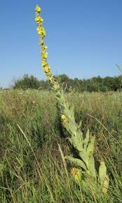 Attēlu rezultāti vaicājumam “Verbascum densiflorum bud”