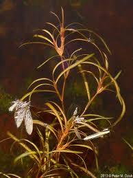 Attēlu rezultāti vaicājumam “Potamogeton rutilus”