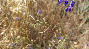 Attēlu rezultāti vaicājumam “Consolida regalis fruit”