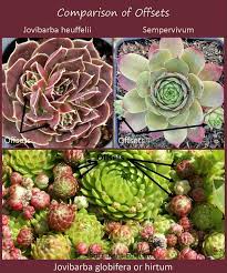 Attēlu rezultāti vaicājumam “Jovibarba globifera leaf”