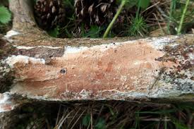 Attēlu rezultāti vaicājumam “Gloeoporus taxicola”