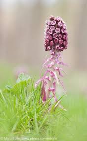 Attēlu rezultāti vaicājumam “Petasites hybridus”