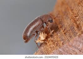 Attēlu rezultāti vaicājumam “Anobiidae”