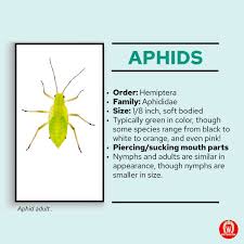 Attēlu rezultāti vaicājumam “Aphididae”