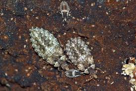 Attēlu rezultāti vaicājumam “Aradus betulae”