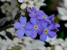 Image result for Myosotis sylvatica