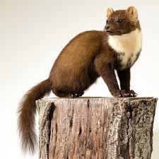 Attēlu rezultāti vaicājumam “Martes”