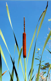 Attēlu rezultāti vaicājumam “Typha latifolia”