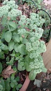 Attēlu rezultāti vaicājumam “Hylotelephium maximum leaf”