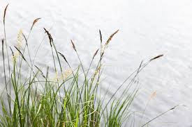 Attēlu rezultāti vaicājumam “Carex appropinquata”