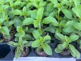Image result for Stevia rebaudiana