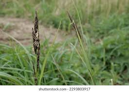 Attēlu rezultāti vaicājumam “Carex acuta leaf”