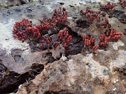 Attēlu rezultāti vaicājumam “Cribraria argillacea sessile”