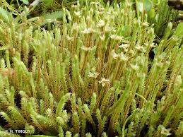 Attēlu rezultāti vaicājumam “Philonotis”