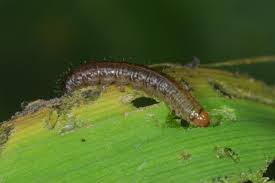 Attēlu rezultāti vaicājumam “Celaena leucostigma”