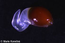 Attēlu rezultāti vaicājumam “Luzula pilosa fruit”