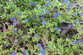 Image result for Anagallis arvensis