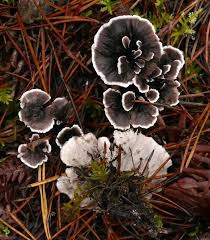 Attēlu rezultāti vaicājumam “Phellodon melaleucus”