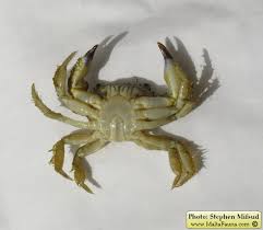 Image result for Eriphia verrucosa