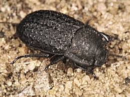 Attēlu rezultāti vaicājumam “Opatrum sabulosum”