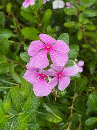 Attēlu rezultāti vaicājumam “Vinca minor flower”