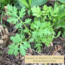 Image result for Tanacetum parthenium