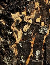 Attēlu rezultāti vaicājumam “Antrodia macra”