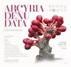 Attēlu rezultāti vaicājumam “Arcyria denudata spores”