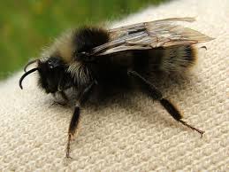 Attēlu rezultāti vaicājumam “Psithyrus sylvestris”