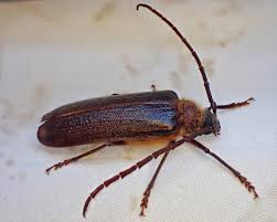 Attēlu rezultāti vaicājumam “Cerambycidae”