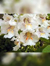 Attēlu rezultāti vaicājumam “Catalpa ovata flower”