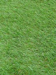 Attēlu rezultāti vaicājumam “Poa pratensis”