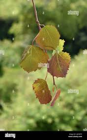 Attēlu rezultāti vaicājumam “Populus tremula leaf”