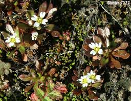 Attēlu rezultāti vaicājumam “Erophila verna flower”