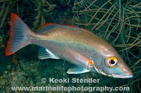 Image result for Lutjanus mahogoni