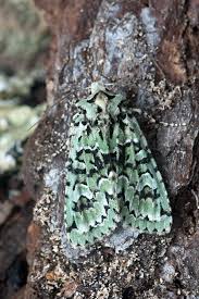 Attēlu rezultāti vaicājumam “Griposia aprilina”