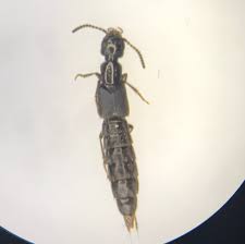 Attēlu rezultāti vaicājumam “Aegialia arenaria”