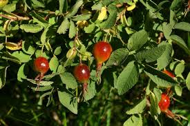 Attēlu rezultāti vaicājumam “Rosa villosa”