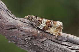 Attēlu rezultāti vaicājumam “Orthotaenia undulana”