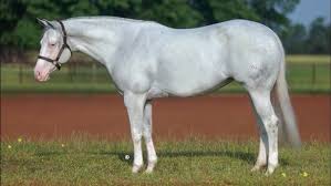 Image result for horse girl gun